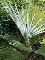 Palmboom Trachycarpus princeps x wagnerianus !, Jardin & Terrasse, Plantes | Arbres, Enlèvement ou Envoi, En pot, Moins de 100 cm