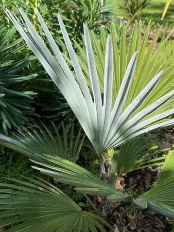 Palmboom Trachycarpus princeps x wagnerianus ! beschikbaar voor biedingen