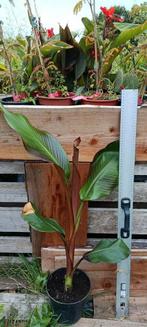 Ensete ventricosum maurelli, Ophalen