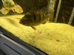 aquarium vissen, Dieren en Toebehoren, Vis, Zoetwatervis