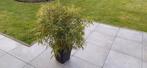 Bambou phyllostachys nain, Jardin & Terrasse, Enlèvement, Bambou