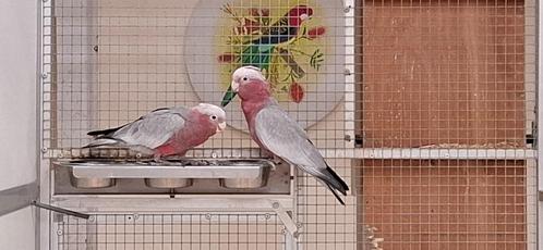 Onverwant koppel Rose kaketoes, Dieren en Toebehoren, Vogels | Parkieten en Papegaaien, Papegaai, Meerdere dieren, Geringd