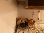 Bonte kuikens, kippen, Dieren en Toebehoren