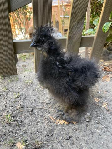 USA zijdehoender haantjes, Mâle, Poule ou poulet