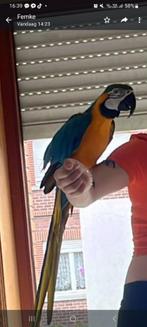 Ara papegaai, Animaux & Accessoires, Oiseaux | Perruches & Perroquets, Domestique, Perroquet, Mâle