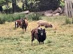 Soay ooi en 3 ramlammeren apart te koop