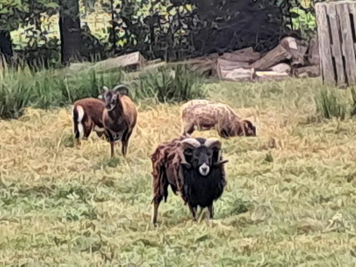 Soay ooi en 3 ramlammeren apart te koop, Dieren en Toebehoren, Schapen, Geiten en Varkens