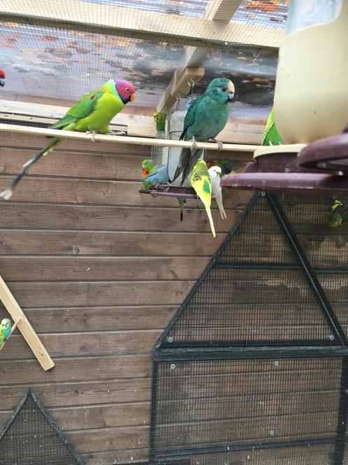 KLEURRIJKE POPPEN EN MANNEN GRASPARKIETEN NU 18 EURO/KOPPEL, Dieren en Toebehoren, Vogels | Parkieten en Papegaaien, Parkiet, Meerdere dieren