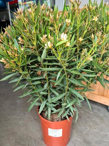 Nerium Oleander 
