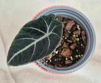 Te koop: Alocasia Black Velvet stekjes!, Maison & Meubles, Plantes d'intérieur, Plante verte, Enlèvement ou Envoi, Moins de 100 cm