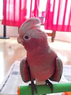 Tamme rose Kakatoe, Dieren en Toebehoren, Vogels | Parkieten en Papegaaien, Papegaai, Pratend