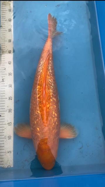 Karashigoi Dainichi 57cm (+Ochiba en Matsuba) beschikbaar voor biedingen