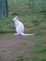kangoeroe, Dieren en Toebehoren, Overige Dieren, Maart