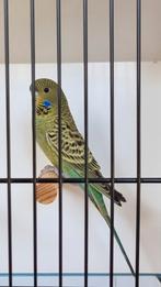 Black Face D groen, Dieren en Toebehoren, Vogels | Parkieten en Papegaaien, Meerdere dieren, Parkiet