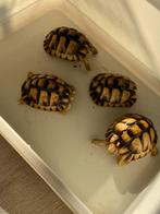 Testudo kleinmanni, Dieren en Toebehoren, Schildpad, 3 tot 6 jaar