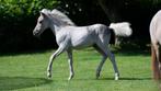 Miniatuurpaard appaloosa merrie 1j, Dieren en Toebehoren, Pony's, Merrie, Niet van toepassing, 0 tot 2 jaar, A pony (tot 1.17m)
