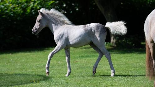 Miniatuurpaard appaloosa merrie 1j, Dieren en Toebehoren, Pony's, Merrie, Niet van toepassing, A pony (tot 1.17m), 0 tot 2 jaar