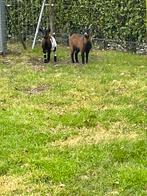 Dwerggeitjes Miekes, Dieren en Toebehoren
