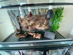 Vivarium voor hagedis, Dieren en Toebehoren, Ophalen, Gebruikt, Verlichting