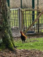 Haan, Dieren en Toebehoren, Pluimvee