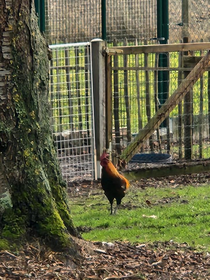 Haan, Dieren en Toebehoren, Pluimvee