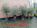Super promo olijfbomen, Jardin & Terrasse, Bacs à fleurs & Jardinières, Enlèvement