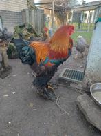 Brahma goudpatrijs haan, Dieren en Toebehoren, Pluimvee, Mannelijk, Kip