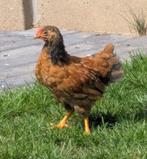Wyandotte kriel haan (lente 2025), Dieren en Toebehoren, Mannelijk, Kip