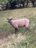 Ooi bleu du Maine  top ooi, Dieren en Toebehoren, Schapen, Geiten en Varkens