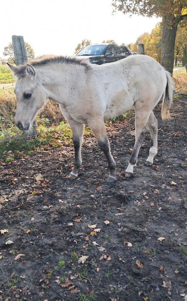 Valk merrieveulen, Dieren en Toebehoren, Paarden