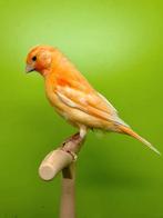 Canaris mâle avec cage neuve, Animaux & Accessoires, Oiseaux | Canaris, Mâle