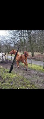 Arabische volbloed met stamboom, Hengst, Met stamboom