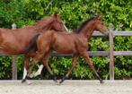 springveulen met topafstamming merrie, Dieren en Toebehoren, Paarden, Merrie, Onbeleerd, Springpaard, 0 tot 2 jaar