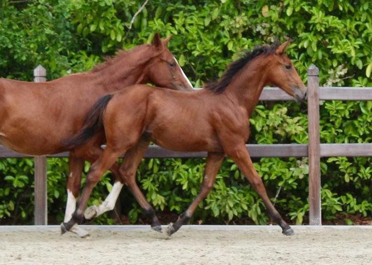 springveulen met topafstamming merrie, Dieren en Toebehoren, Paarden, Merrie, Onbeleerd, 0 tot 2 jaar, Springpaard