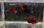 Betta mix vrouwen, Dieren en Toebehoren, Vis, Zoetwatervis
