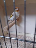 Major Distelvink, Dieren en Toebehoren, Vogels | Overige Vogels, Vrouwelijk, Wildzangvogel, Geringd