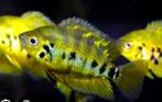 Archocentrus Centrarchus, Dieren en Toebehoren, Vissen | Aquariumvissen, Vis, Zoetwatervis