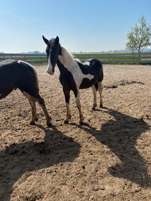 Bonte jaarling hengsten, Dieren en Toebehoren, Paarden, Hengst, Niet van toepassing, 165 tot 170 cm, 0 tot 2 jaar, Dressuurpaard