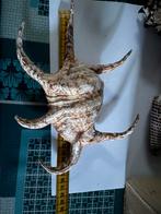 Schelpen, Ophalen of Verzenden, Schelp(en)