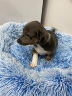 Sociale jack Russel pups uit geteste ouders, 8 à 15 semaines, Plusieurs, Éleveur | Loisir, Jack Russel Terrier