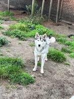 Siberische husky teef met stamboom, Dieren en Toebehoren, België, Fokker | Hobbymatig, CDV (hondenziekte), 1 tot 2 jaar