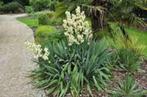 Jonge Yucca's voor binnen en buiten., Tuin en Terras, Ophalen