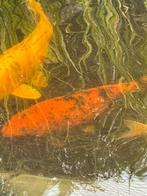 Koi Hi Utsuri 50 cm, Karper of Koi