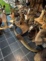Taxidermie horens, Ophalen of Verzenden