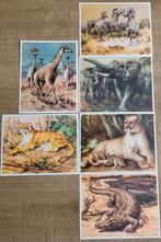 6 grote prenten: wilde dieren, Ophalen of Verzenden, Gebruikt, Dier, Prent