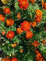 20 zaden Tagetes patula x erecta 'Konstance', Verzenden, Voorjaar, Zaad