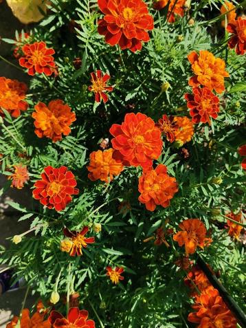 20 zaden Tagetes patula x erecta 'Konstance' beschikbaar voor biedingen