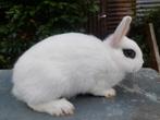 Hotot kleurdwerg, Dieren en Toebehoren