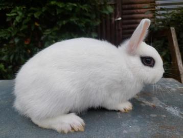 Hotot kleurdwerg  beschikbaar voor biedingen