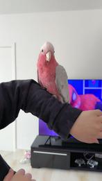 Roze kaketoe, Tam